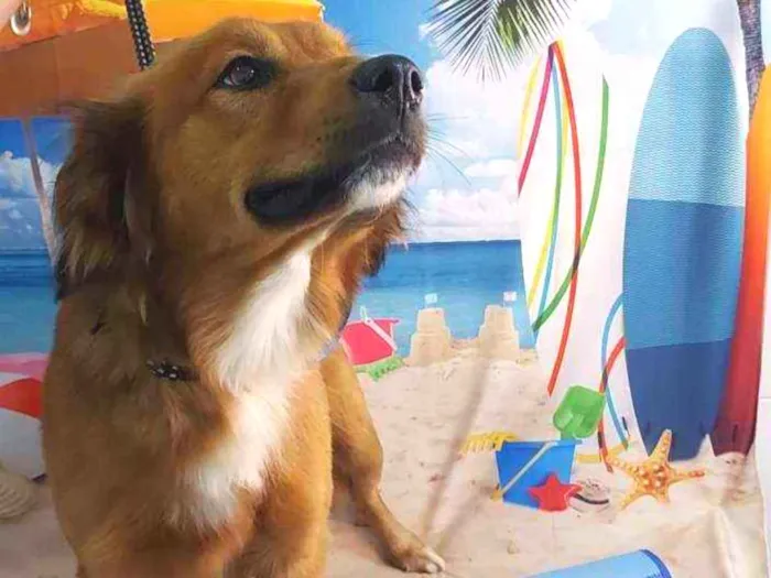 Cachorro ra a SRD idade 1 ano nome Luke