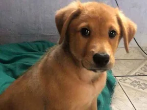 Cachorro raça Sem raça definida idade 2 a 6 meses nome Colyn