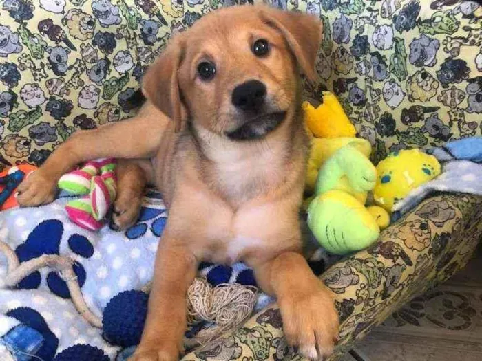 Cachorro raça Sem raça definida idade 2 a 6 meses nome Colyn