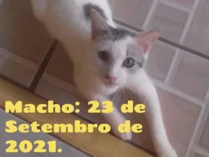 Gato raça Vira-lata idade 2 a 6 meses nome Sem nome
