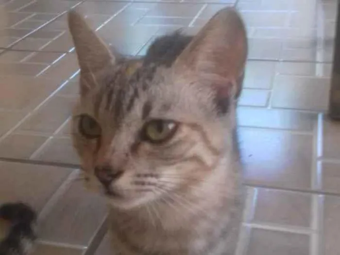 Gato ra a Vira-lata idade 2 a 6 meses nome Sem nome