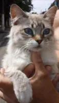 Gato raça Srd idade 2 anos nome Gabi
