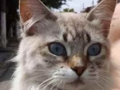 Gato raça Srd idade 2 anos nome Gabi