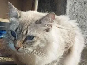 Gato raça Srd idade 2 anos nome Gabi