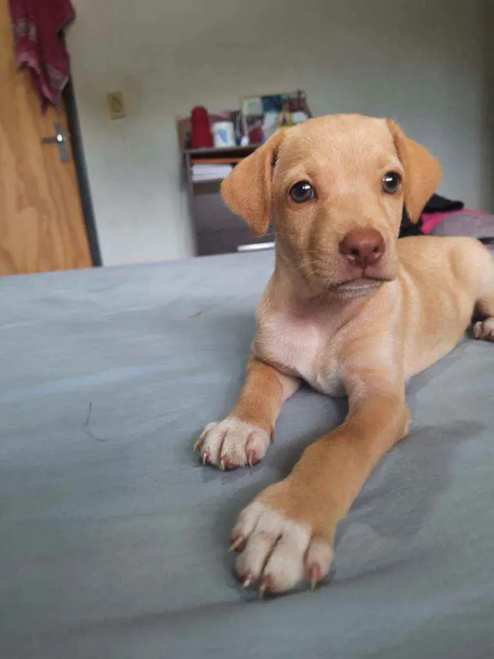 Cachorro raça Indefinido  idade Abaixo de 2 meses nome Scooby 