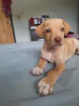 Scooby