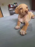 Scooby