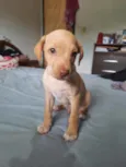 Scooby 