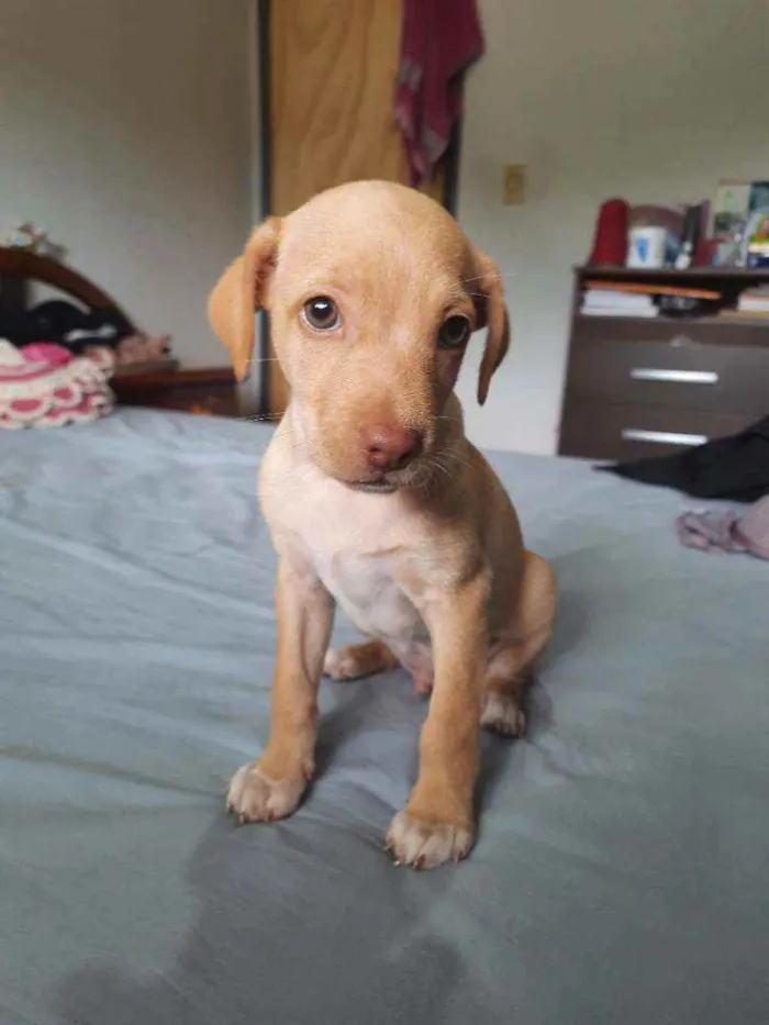 Cachorro raça Indefinido  idade Abaixo de 2 meses nome Scooby 