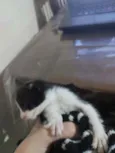 Filhote de gato fême