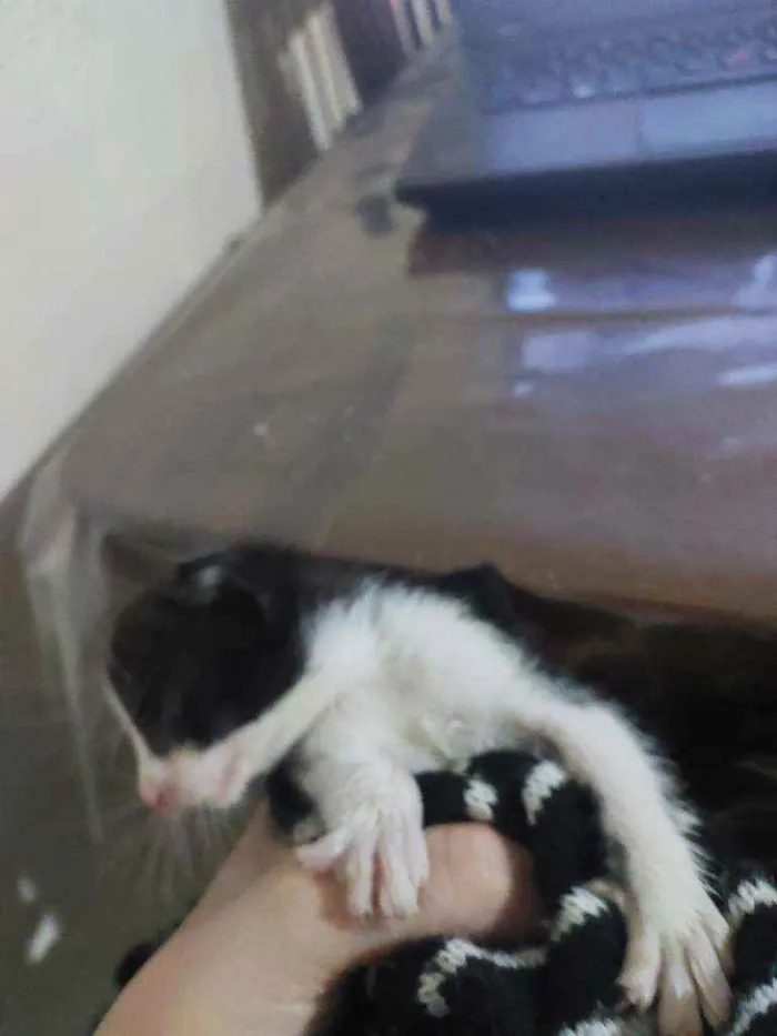 Gato ra a Sem raça  idade Abaixo de 2 meses nome Filhote de gato fême