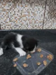 Filhote de gato fême