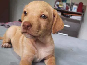 Cachorro raça Indefinido  idade Abaixo de 2 meses nome Scooby 