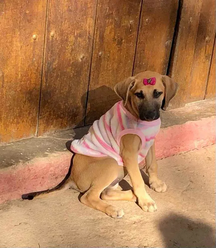 Cachorro raça SRD idade 2 a 6 meses nome Paçoca