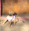 Cachorro raça SRD idade 2 a 6 meses nome Paçoca