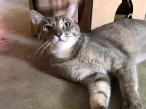 Gato raça  Srd idade 1 ano nome Lua