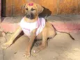 Cachorro raça SRD idade 2 a 6 meses nome Paçoca