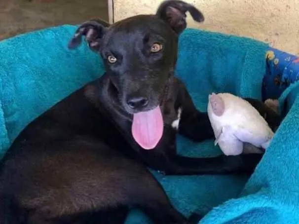 Cachorro raça SRD idade 1 ano nome Felicinha