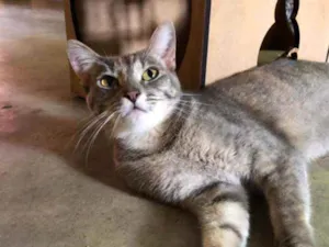 Gato raça SRD idade 1 ano nome Lua