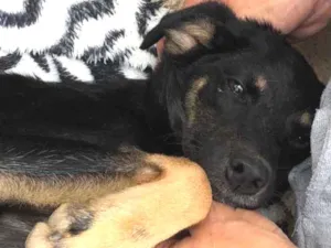 Cachorro raça SRD idade 7 a 11 meses nome Amora