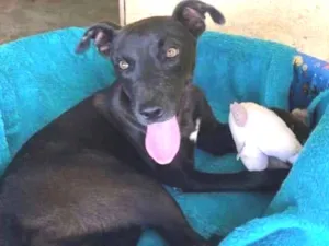 Cachorro raça SRD idade 1 ano nome Felicinha