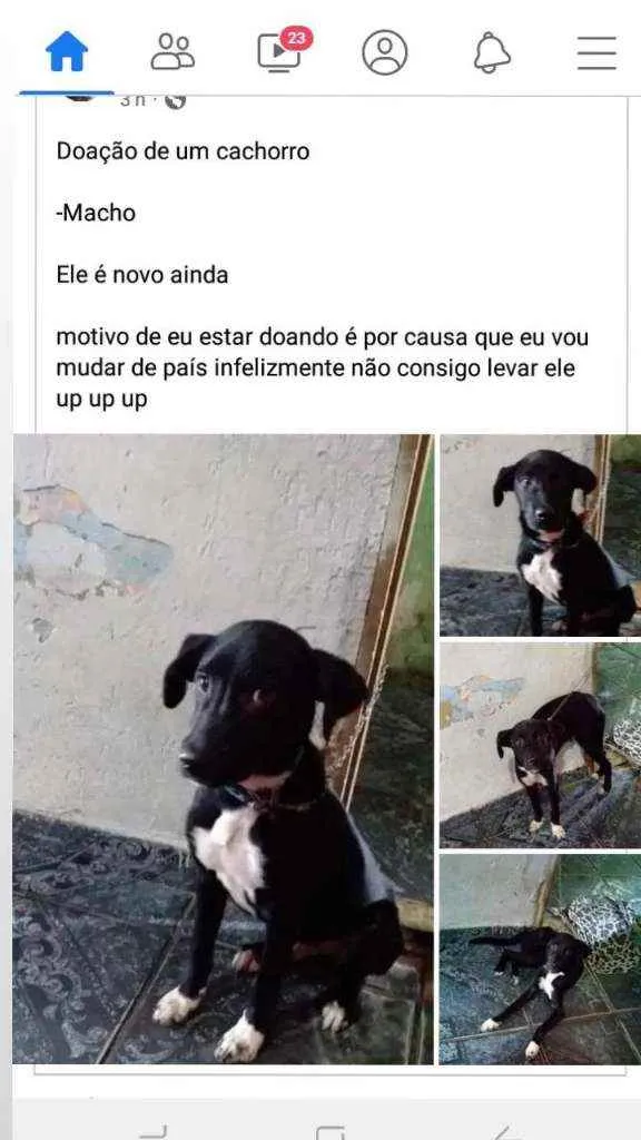 Cachorro ra a Ele é vira-lata misturado  idade 2 a 6 meses nome Lobão