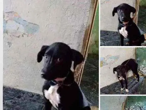 Cachorro ra a Ele é vira-lata misturado  idade 2 a 6 meses nome Lobão