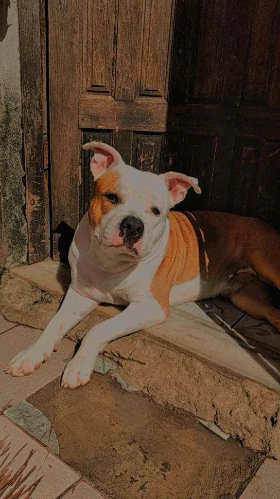 Cachorro ra a Pitbull idade 2 anos nome Vedita