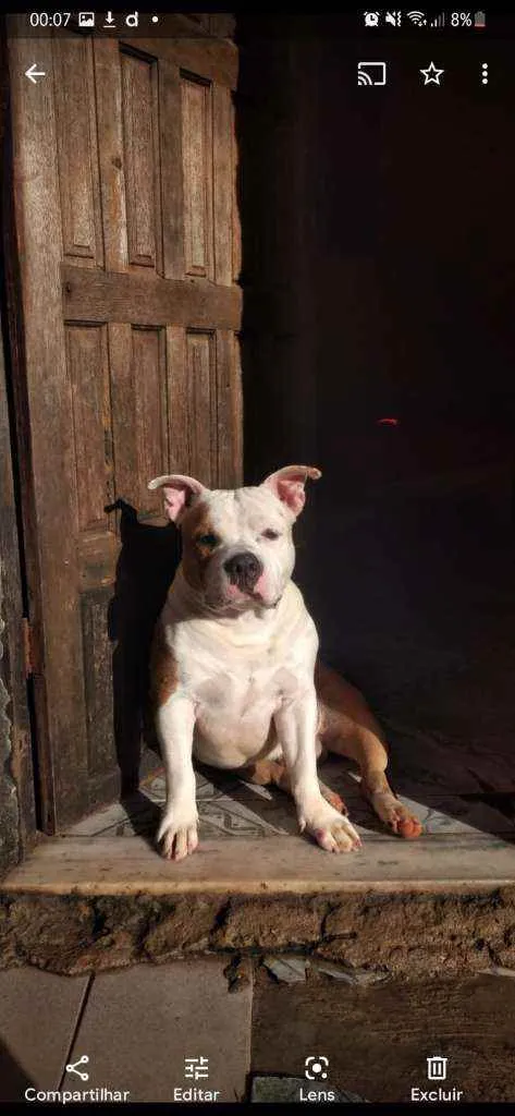 Cachorro ra a Pitbull idade 2 anos nome Vedita