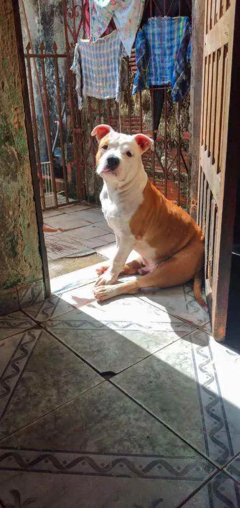 Cachorro ra a Pitbull idade 2 anos nome Vedita