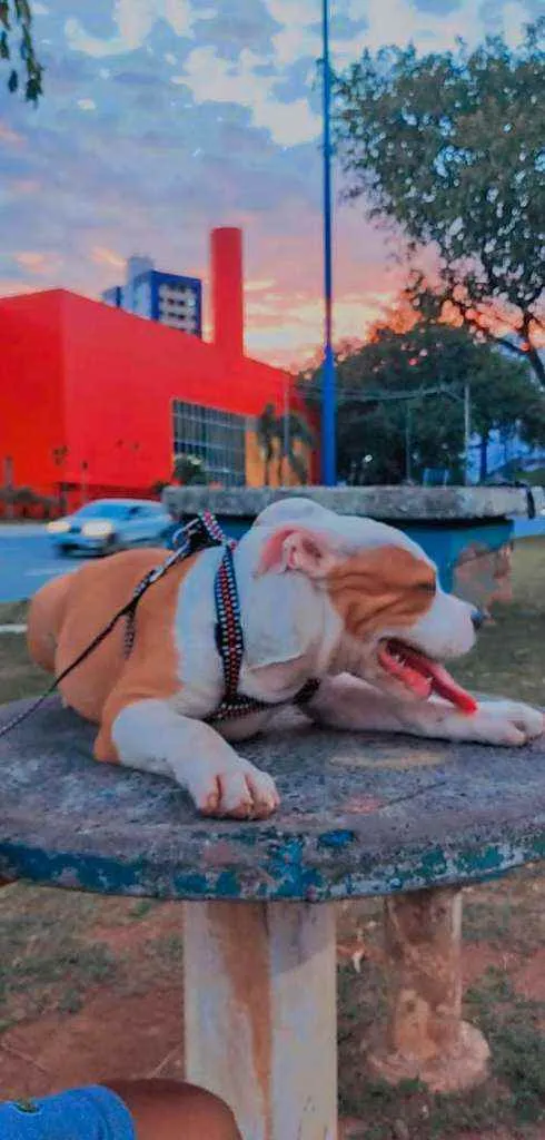 Cachorro ra a Pitbull idade 2 anos nome Vedita