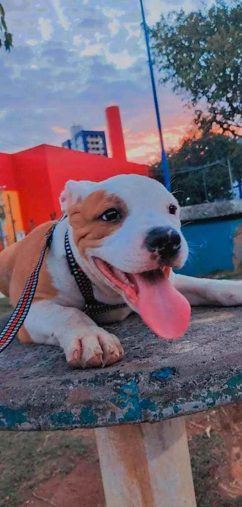 Cachorro ra a Pitbull idade 2 anos nome Vedita