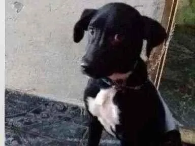 Cachorro ra a Ele é vira-lata misturado  idade 2 a 6 meses nome Lobão