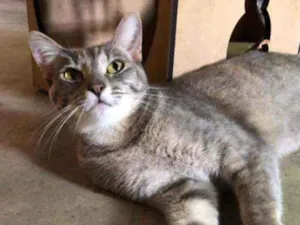 Gato raça SRD idade 1 ano nome Lua