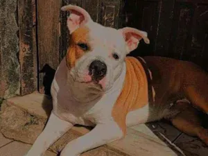 Cachorro raça Pitbull idade 2 anos nome Vedita