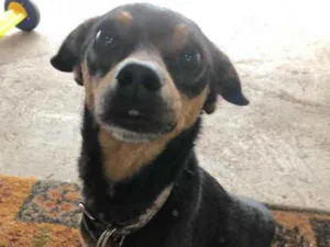 Cachorro raça Sem raça definida  idade  nome .