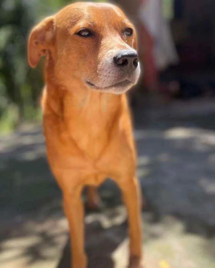 Cachorro raça  Srd idade  nome Lady