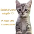 Gato raça SRD idade 2 a 6 meses nome -