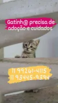Gato raça SRD idade 2 a 6 meses nome -
