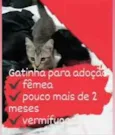 Gato raça SRD idade 2 a 6 meses nome -