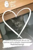 Gato raça SRD idade 2 a 6 meses nome -