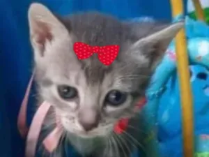 Gato raça Mestiça  idade Abaixo de 2 meses nome Mel 