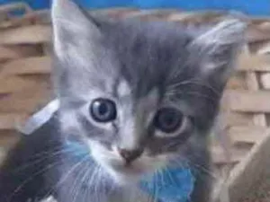 Gato raça Mestiço  idade Abaixo de 2 meses nome Faísca 