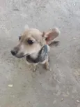 Pichula