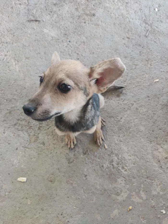 Cachorro ra a Sem raça idade 2 a 6 meses nome Pichula