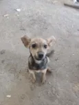 Pichula