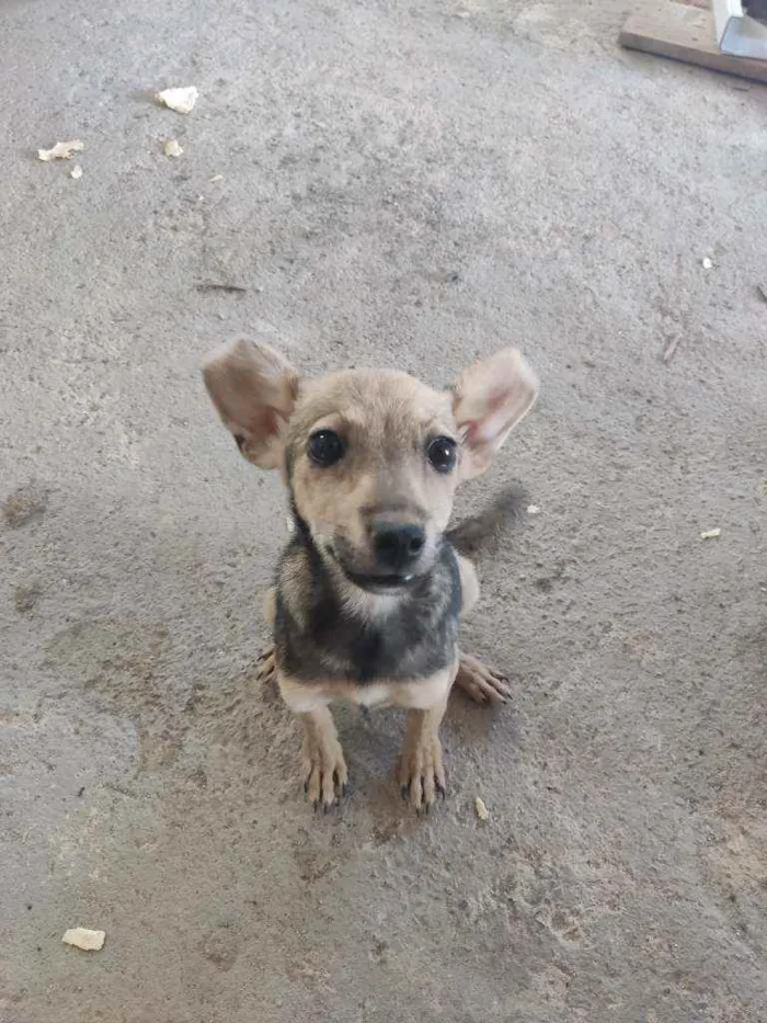 Cachorro ra a Sem raça idade 2 a 6 meses nome Pichula