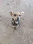 Pichula