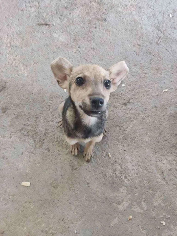 Cachorro ra a Sem raça idade 2 a 6 meses nome Pichula