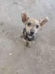 Pichula